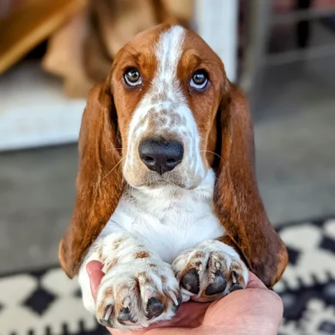 Norman Bunz the Basset